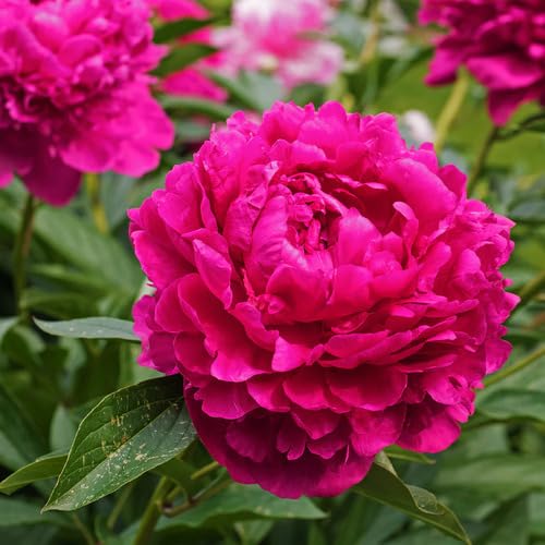 Pink Peony Flower