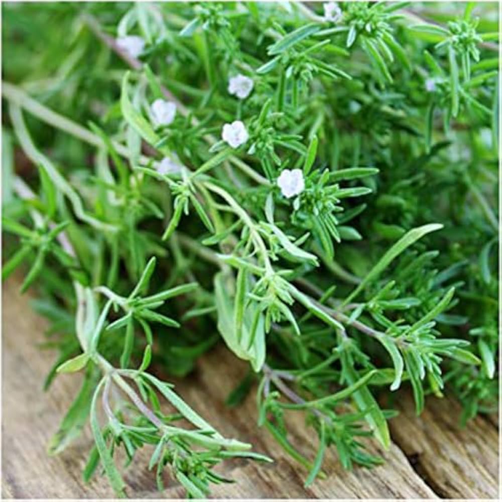 Sommer Savory Seeds Satureja hortensis for Planting in Herb Garden and Kitchen Patch