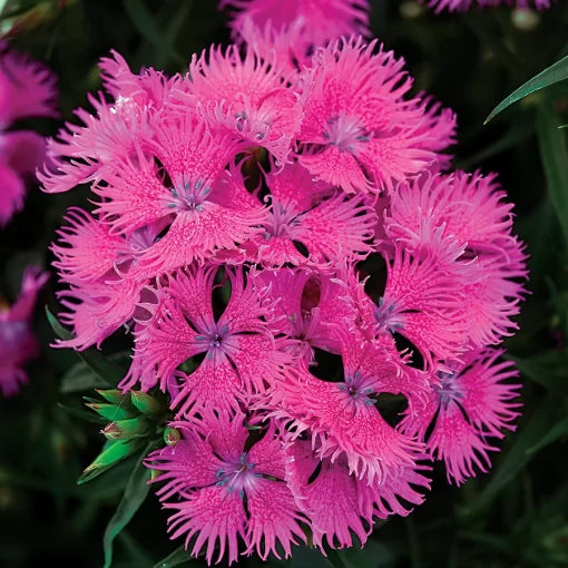 Rose Angelonia Seeds Upright Summer Snapdragon Flowers High Germination Garden Seeds heirloom non-gmo seeds