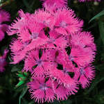 Rose Angelonia Seeds Upright Summer Snapdragon Flowers High Germination Garden Seeds heirloom non-gmo seeds