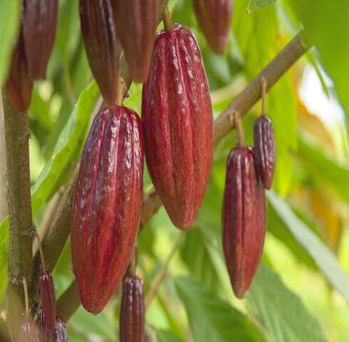 Green Cocoa Tree - Heirloom, Non - Gmo Seeds