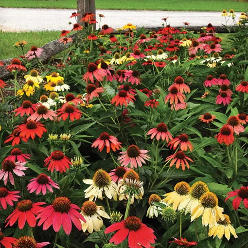 Cheyenne Spirit Coneflower Seeds Multicolor Prairie Echinacea High Germination Garden Seeds heirloom non-gmo seeds
