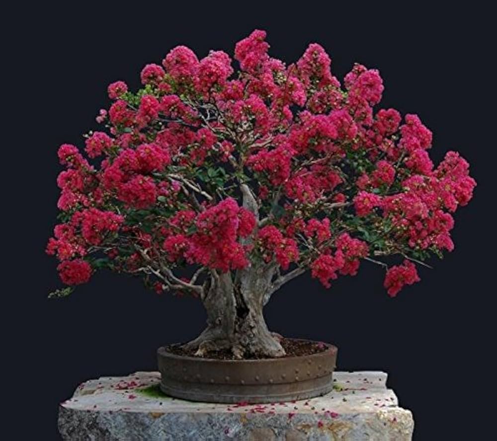 Red Crepe Myrtle Tree Seeds for Flowering Bonsai or Landscape Trees