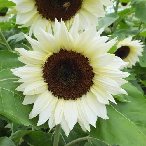 Sunflower White - Heirloom, Non - Gmo Seeds