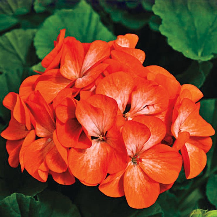 flowers high quality flower seeds for growing vibrant and colorful blooms in home gardens and landscapes organic flowers premium organic flower seeds for sustainable gardening and beautiful blossoms suitable for all climates