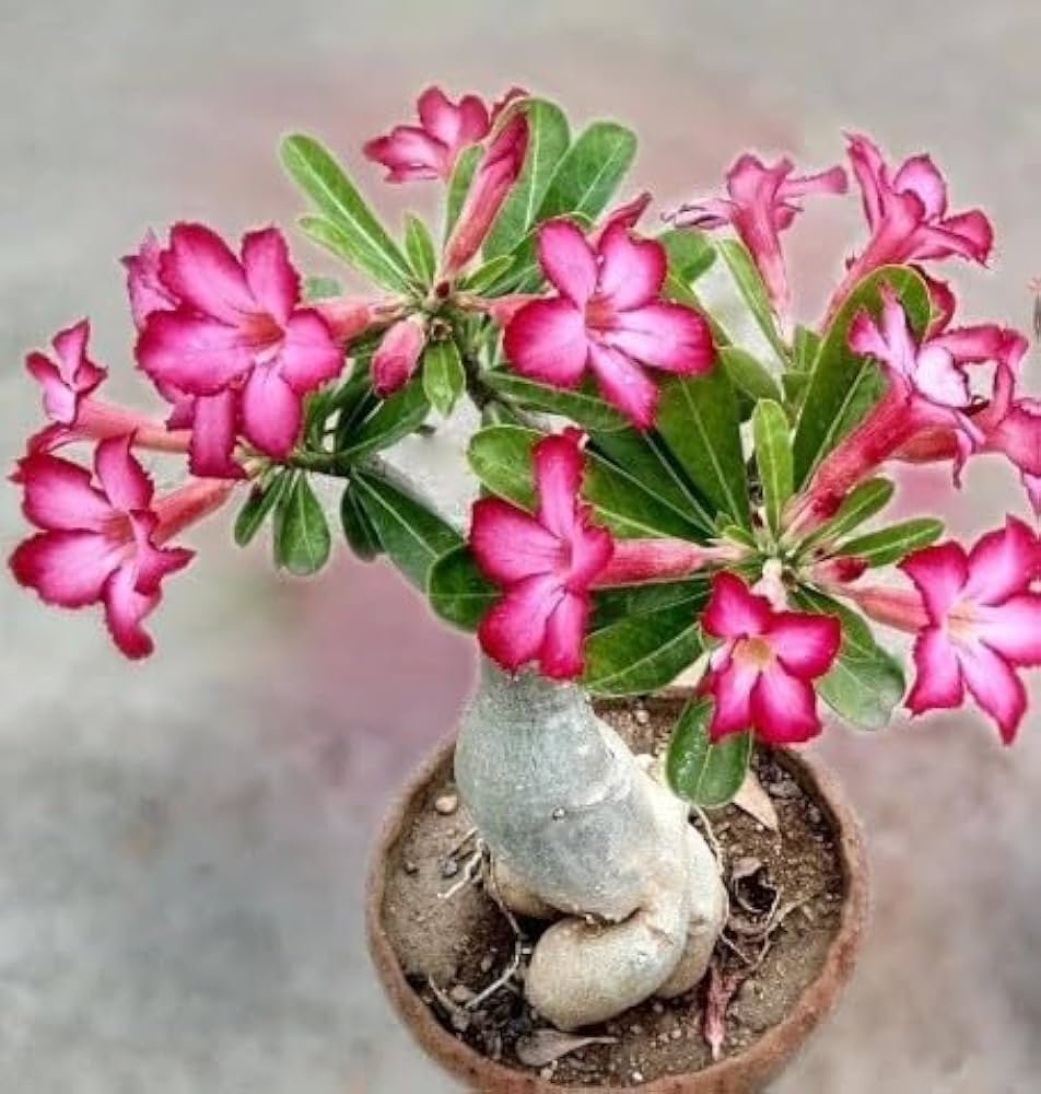Spring Bonsai Philodendron Seeds - Pieces for Types of Mix Flowering Plants in Courtyard Garden