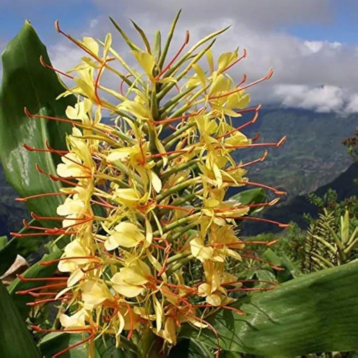 Yellow Fragrant Flower Seeds for Planting - NON GMO Seeds Dhara Seeds