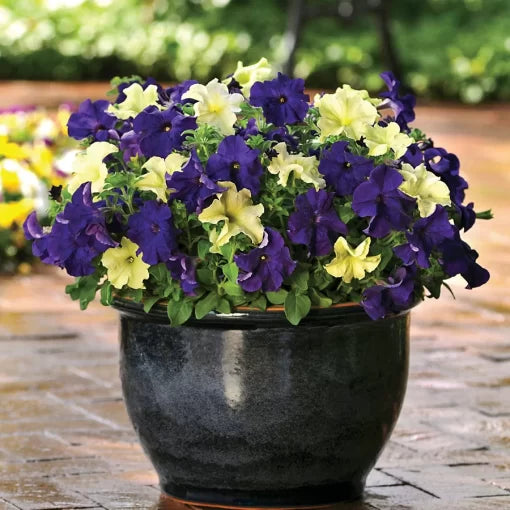 Blueberry Lime Jam Seeds Fuseables Combo Garden Flowers High Germination Garden Seeds heirloom non-gmo seeds