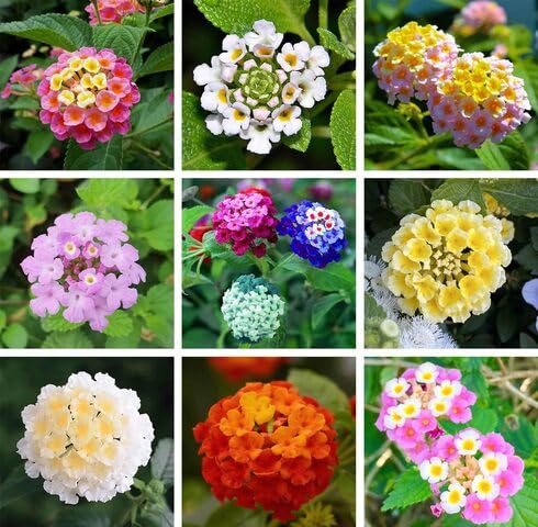 Mixed Lantana Flower - Heirloom, Non - Gmo Seeds