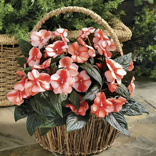 Sweet Orange Guinea Impatiens Seeds Florific Bright Orange Impatiens High Germination Garden Seeds heirloom non-gmo seeds