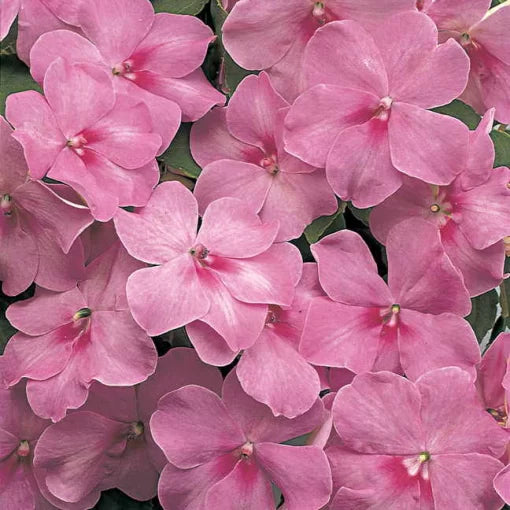 Lavender Guinea Impatiens Seeds Florific Soft Lavender Blooms High Germination Garden Seeds heirloom non-gmo seeds