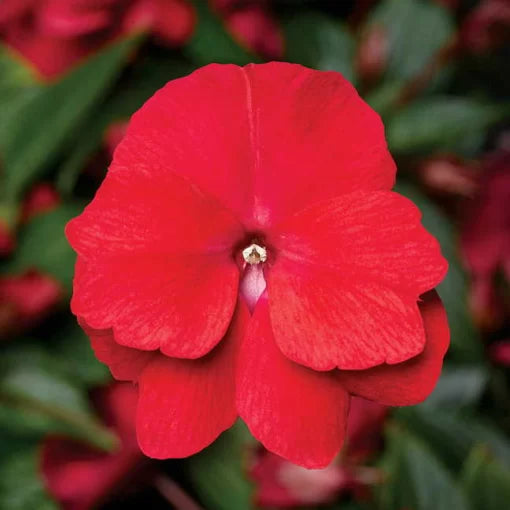 Red Guinea Impatiens Seeds Florific Bright Red Tropical Impatiens High Germination Garden Seeds heirloom non-gmo seeds