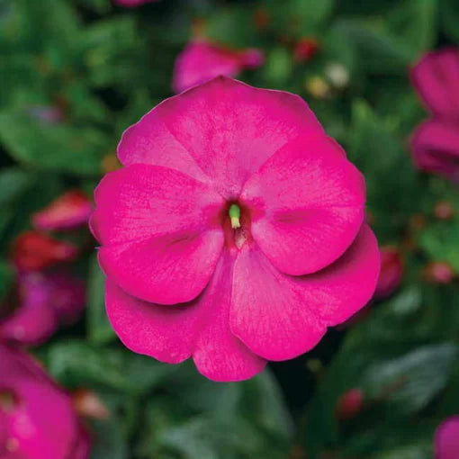 Violet Guinea Impatiens Seeds Florific Vibrant Violet Flowers High Germination Garden Seeds heirloom non-gmo seeds