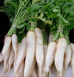 China White Winter Radish (Raphanus sativus) seeds for garden planting