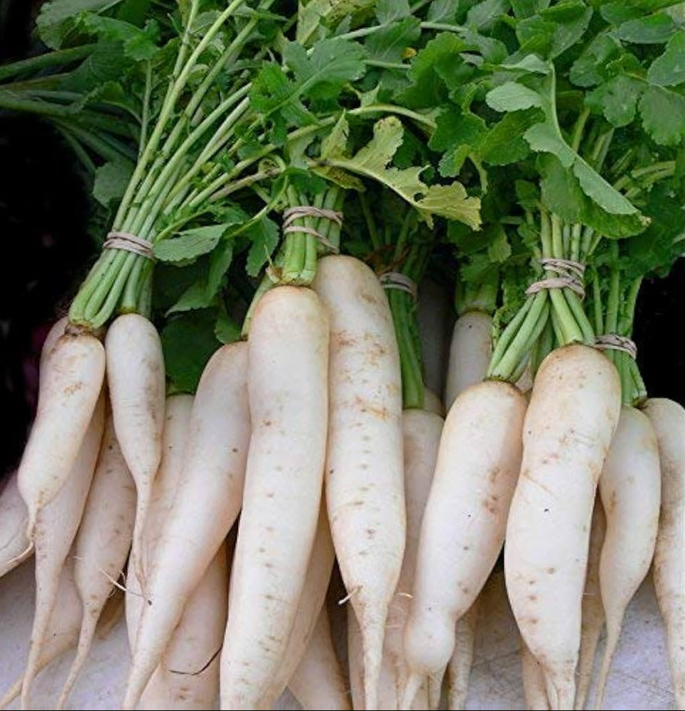 China White Winter Radish (Raphanus sativus) seeds for garden planting