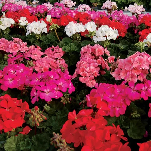 Nano Geranium Seeds Compact Mixed Color Geranium Collection High Germination Garden Seeds heirloom non-gmo seeds