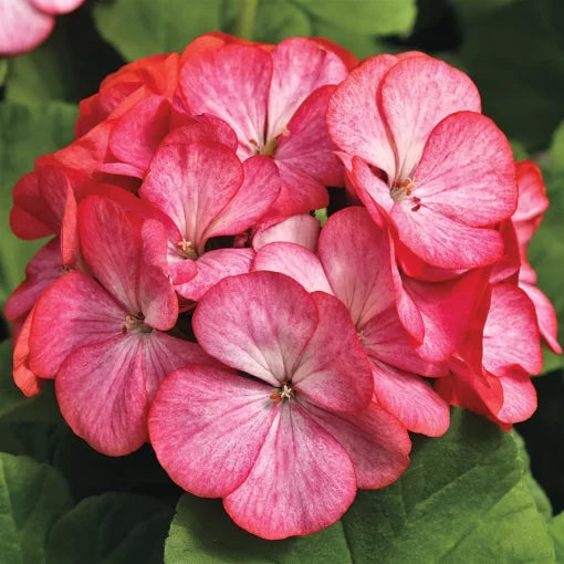 Rose Bicolor Geranium Seeds Two-Tone Zonal Geranium Flowers High Germination Garden Seeds heirloom non-gmo seeds