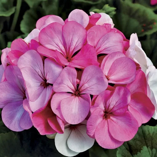 White to Rose Geranium Seeds Pinto Premium Color-Shifting Geraniums High Germination Garden Seeds heirloom non-gmo seeds