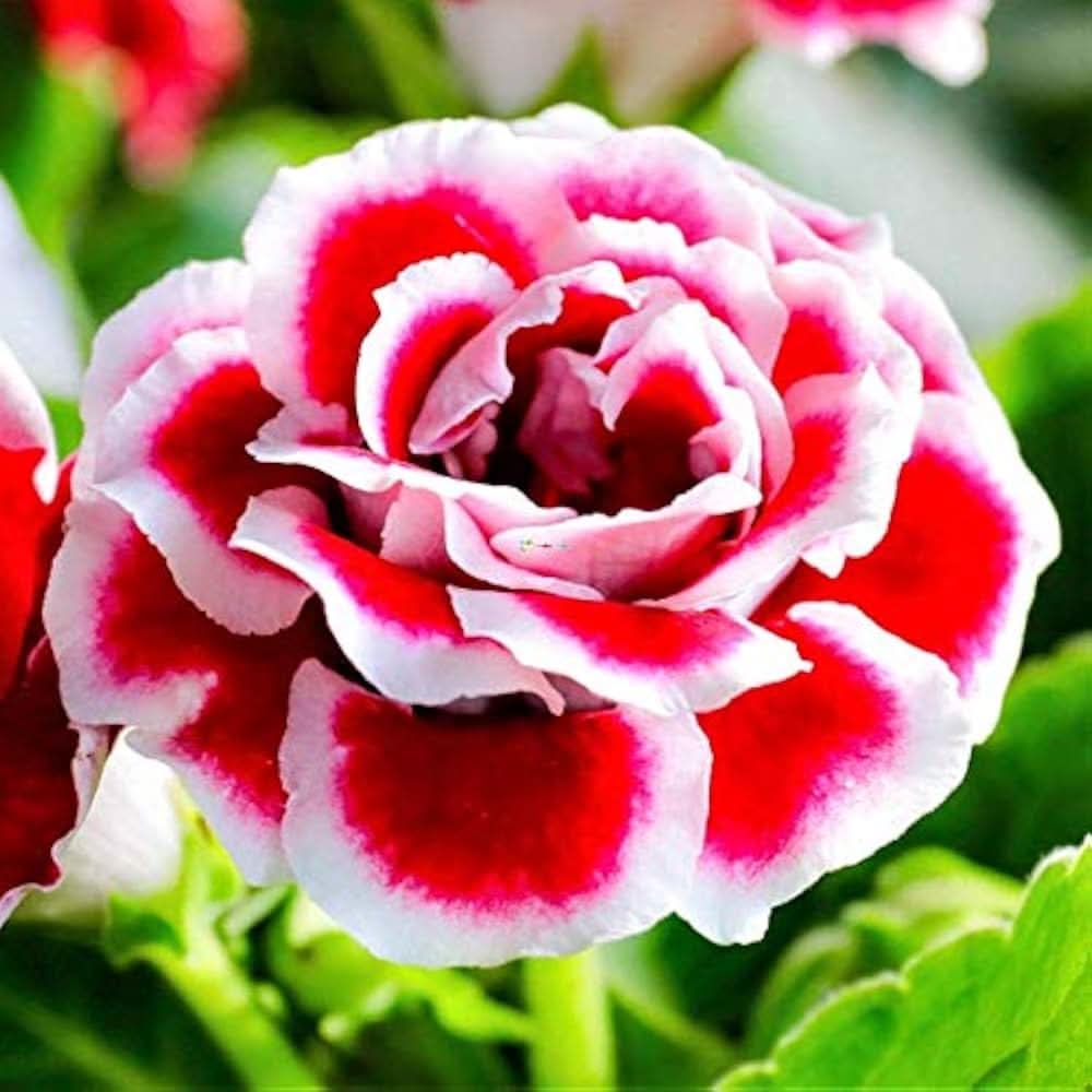 Rare Gloxinia Sinningia Flower Seeds for Home and Garden Planting