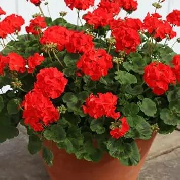 Heirloom Non-GMO Red Geranium Flower Seeds for Planting - Beautiful Blooms Dhara Seeds