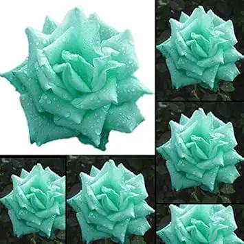 Sea Green Rose Plant Seeds for Garden Heirloom Non-GMO Seeds for Planting and Growing Dhara Seeds