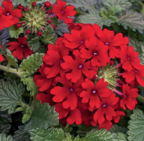 Red Verbena Flower - Heirloom, Non - Gmo Seeds