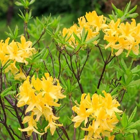 Yellow Azalea Flower - Heirloom, Non - Gmo Seeds