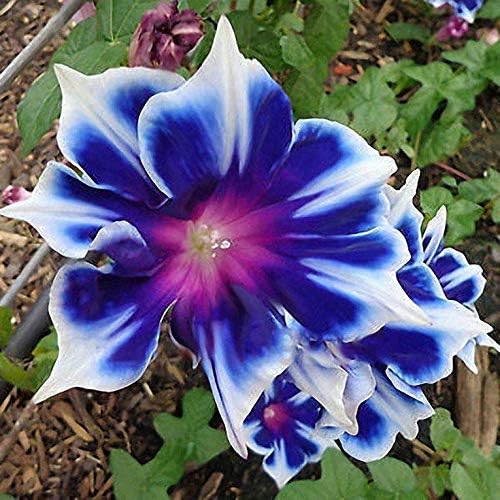 Perennial Morning Glory Seeds Beautiful Flowering Vines for Garden and Trellis