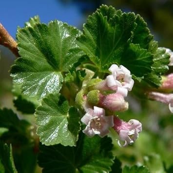 Pink Ribes Cereum Flower Seeds for Planting - 100 seeds for planting in home garden