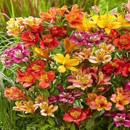 Mixed Alstroemeria Flower - Heirloom, Non - Gmo Seeds