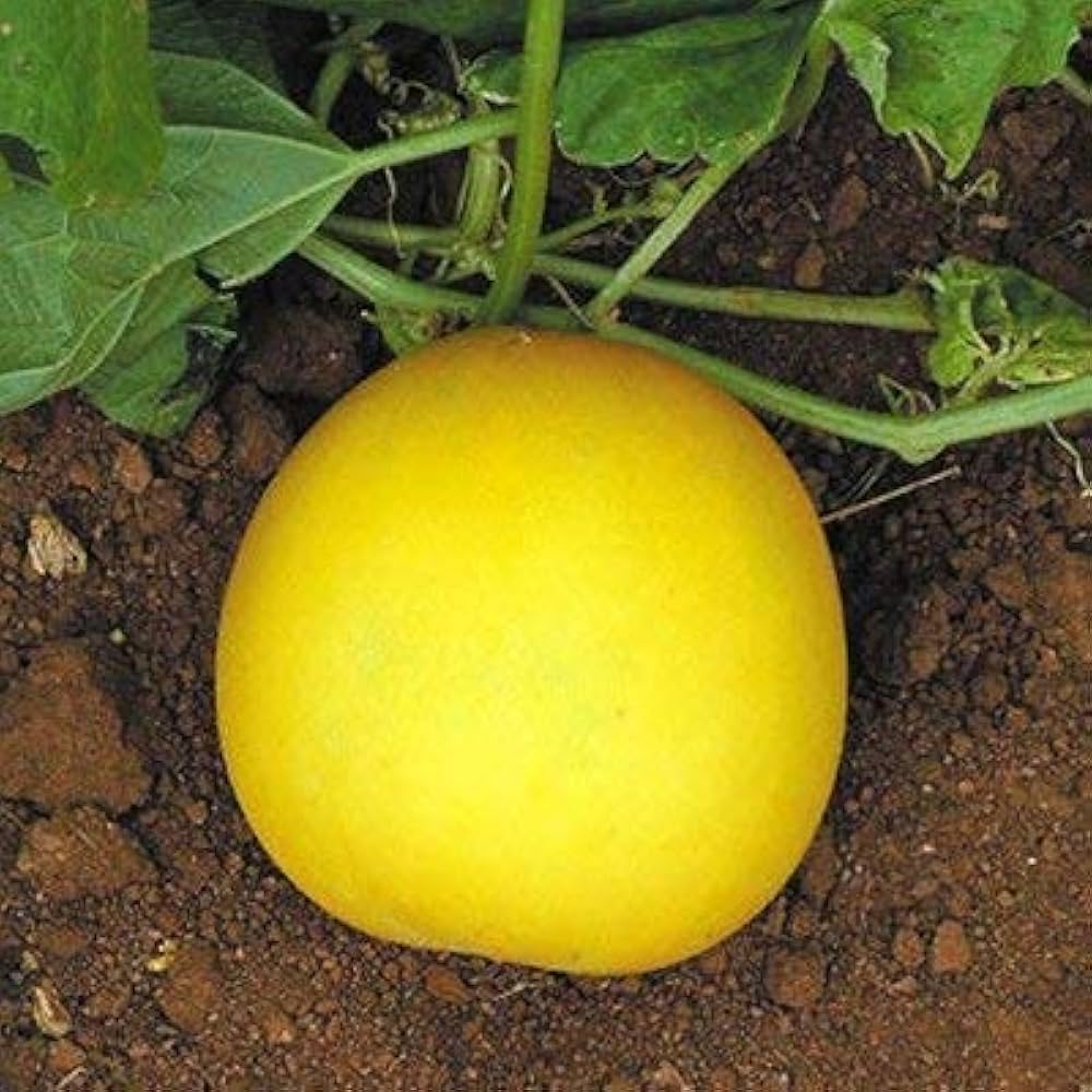 Mixed Cucumber Seeds Red Yellow White Types Balcony Fruit Garden