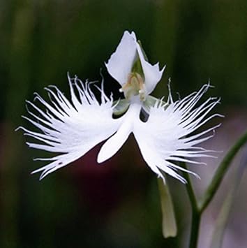 White Radiata Flower - Heirloom, Non - Gmo Seeds