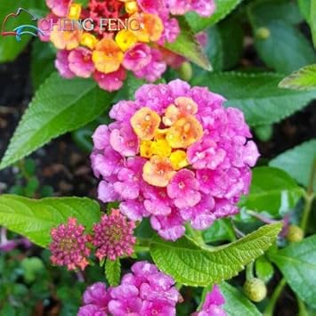 Heirloom Non-GMO Pink Lantana Flower Seeds for Butterfly Gardens and Colorful Outdoor Planting seeds for planting in home garden