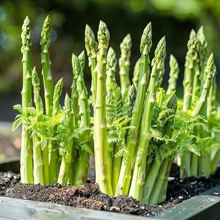 Green Asparagus Officinalis - Heirloom, Non - Gmo Seeds