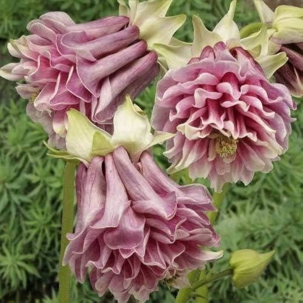 Aquilegia Seeds for Planting home garden flower bed
