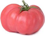 Brandywine tomato grown from organic and conventional seeds with large, pink heirloom fruits and rich flavor