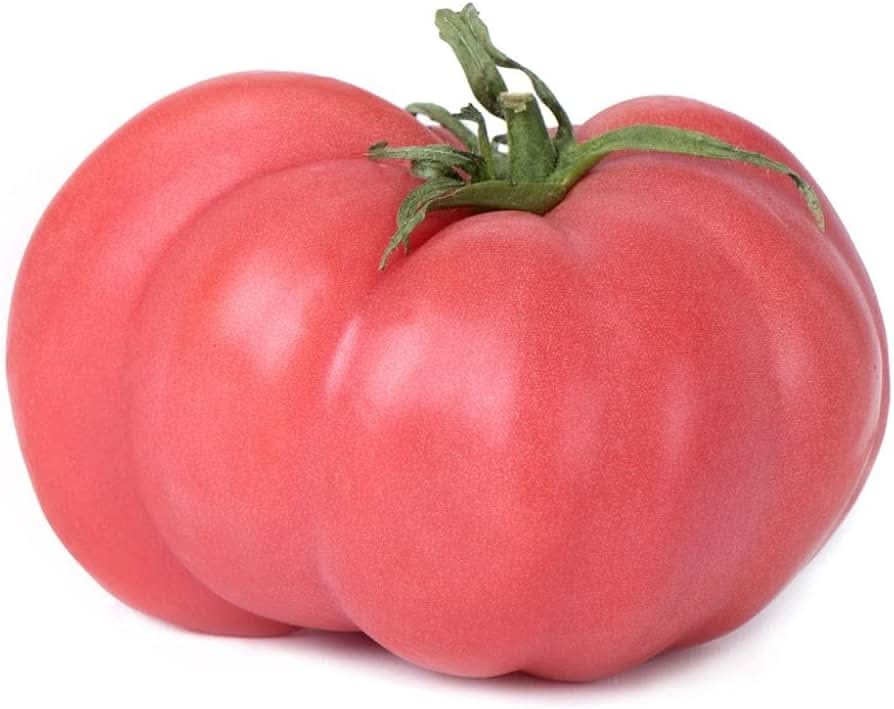 Brandywine tomato grown from organic and conventional seeds with large, pink heirloom fruits and rich flavor