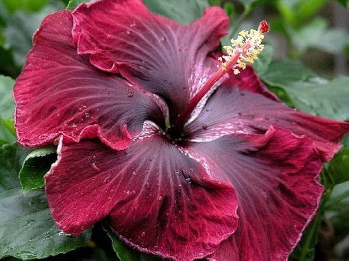 Heirloom Non-GMO Maroon Hibiscus Flower Seeds – Rich Tropical Blooms for Garden Planting