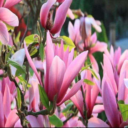 Magnolia Flower Pink - Heirloom, Non - Gmo Seeds