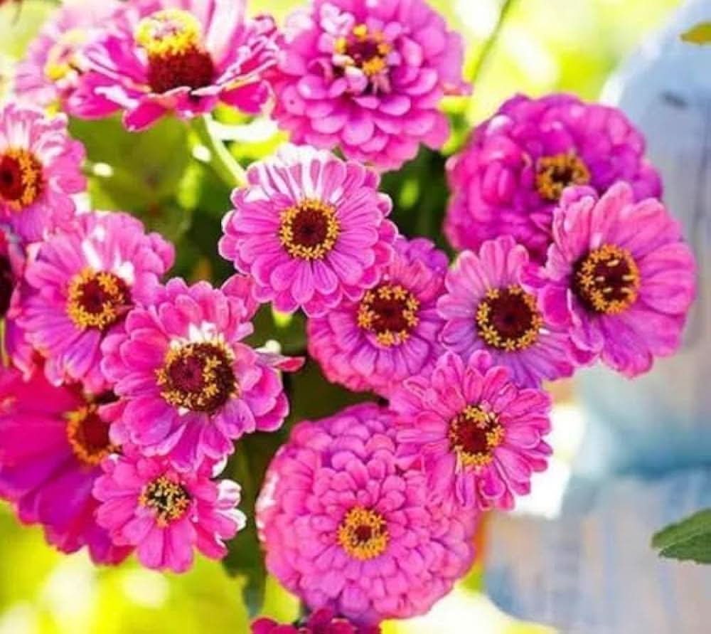 Zinnia Elegans Dreams of Flowers Plant Seeds