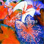 Caladium Sky Blue Flower Seeds for Planting NON GMO Seeds Dhara Seeds