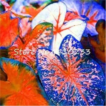 Caladium Dark Blue Flower Seeds for Planting NON GMO Seeds Dhara Seeds