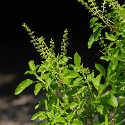 Green Basil - Heirloom, Non - Gmo Seeds