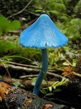 Sky Blue Mushroom Seeds for Planting