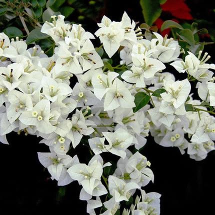 Bougainvillea Flower White - Heirloom, Non - Gmo Seeds