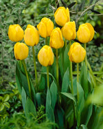 Daydream Darwin hybrid tulip bulbs yellow to orange