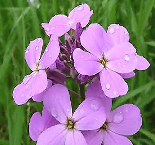 Rocket Hesperis matronalis Dame’s Flower Seeds for Planting in backyard wildflower gardens