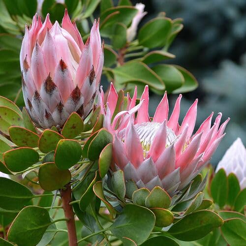 Pink Protea Flower - Heirloom, Non - Gmo Seeds