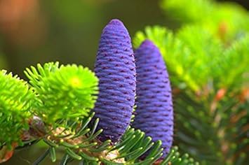 Abies Koreana Purple Plant Seeds for Planting – Organic, Heirloom, Non-GMO Seeds seeds for planting in home garden