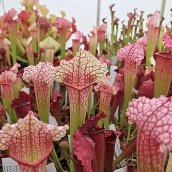 Heirloom (Heirloom scientific name) for planting in garden
